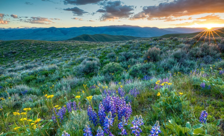 Yellow and blue wildflowers grow on a grassy hill top with mountains and a sunset on the horizon.