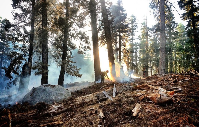 A firefighter battling wildfires in a forest. 