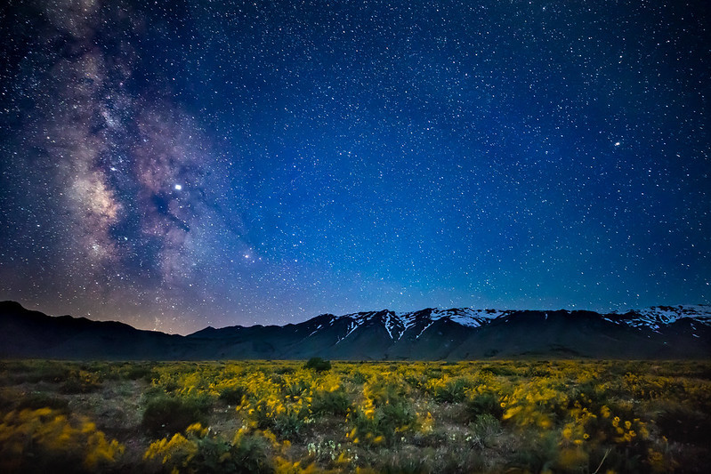 A night view of wildflowers, the milky way and mountains. 