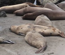 Elephant seals on a beach.