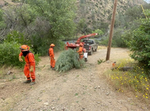 Crew clearing brush and tree branches. 