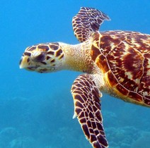 A sea turtle swimming.