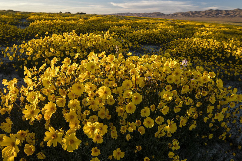 A filed of yellow wildflower.
