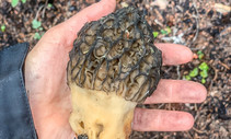 Hand holding a large wild mushroom.