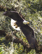 Bald eagle flying.