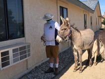 Man holding a burro at a window of an assisted living facility for residents to see.