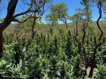 Marijuana plants in a manzanita grove