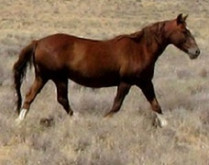A brown horse in a field.