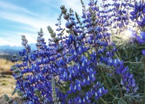 Cluster of blue flowers called Lupine.