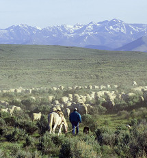 Rangeland with a rancher herding sheep.