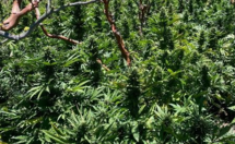 Illegal marijuana plant