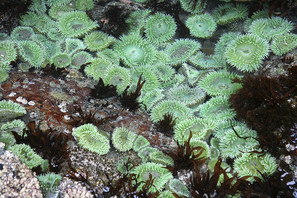 Green sea anemones in a tidepool.