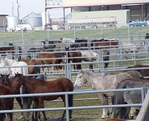 Horses standing in a corral.