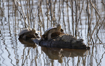 Two turtles sitting on a log