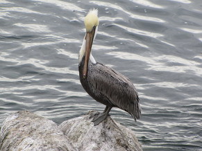 Brown Pelican standing on a rock by the water.