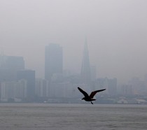 A smokey San Francisco skyline with the silhouette of a bird flying by.