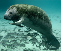 A manatee swimming with fish in the water.