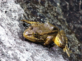 Yellow and brown frog on a rock.