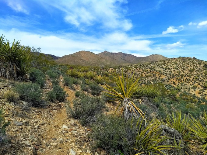 View of rocky, desert hillsides with yucca plants and other shrubs.