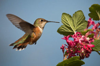 Hummingbird flying up to a flower.