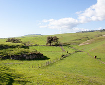 Cows standing on a green hillside.