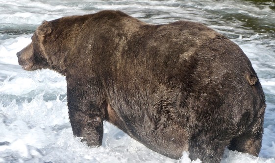 A large brown bear stands in the rushing water of a shallow river.