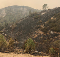 A burned area in the foothills.