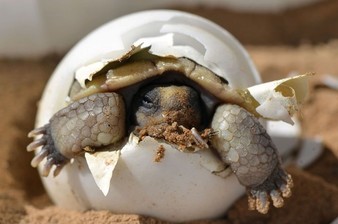 Baby turtle coming out of its shell.