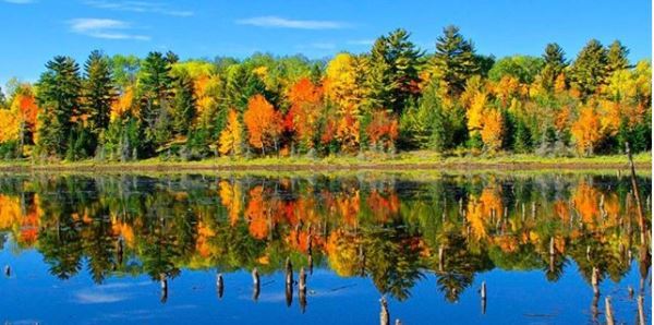 Trees with green, red, yellow, and orange leaves by a lake