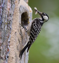 A woodpecker eating a bug