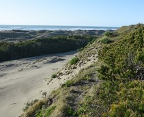Sand dunes covered in vegetation.