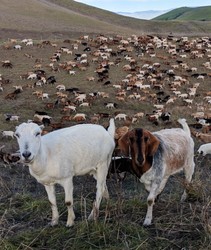 Over a hundred goats on a hill, with two up front.