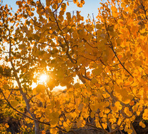 Yellow fall foliage of a tree with the sun peeking through.