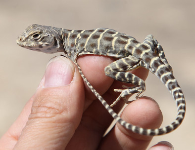 A light brown lizard being held by a persons hand.