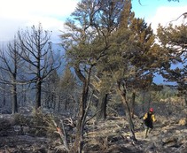 Charred trees and a fire fighter walking through the debris.