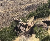Bighorn sheep on a hillside.