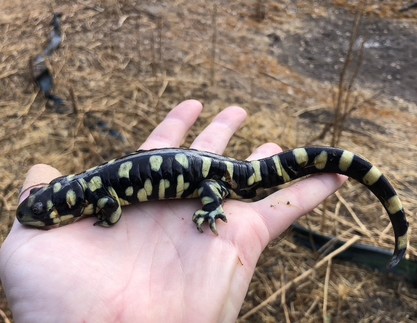 A black and yellow salamander in a persons hand.
