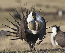 A sage-grouse bird standing next to another bird sitting in dry grass.