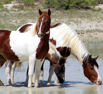 Horses drinking from a natural water source.