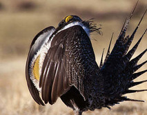 A large sage grouse bird.