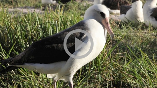 Wisdom, the world's oldest banded wild bird