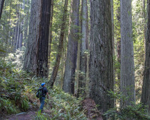 A person standing in a grove of large redwood trees.