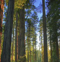 A tall redwood forest.