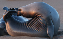 An elephant seal stretching in a yoga-like pose.