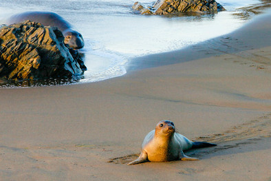 Small elephant seal on a beach.