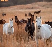 Horses standing in a dry, grassy field.
