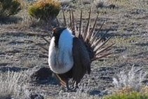 Sage grouse bird in a field.