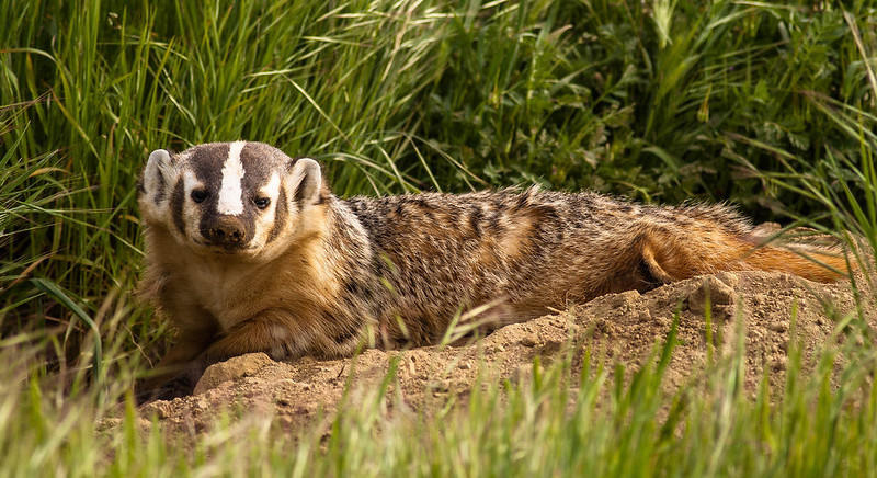 A badger laying in sand surrounded by green grass.