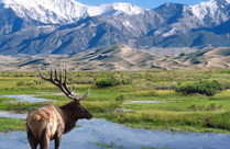 A large caribou standing in front of tall mountains.