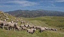Sheep grazing in a green field.